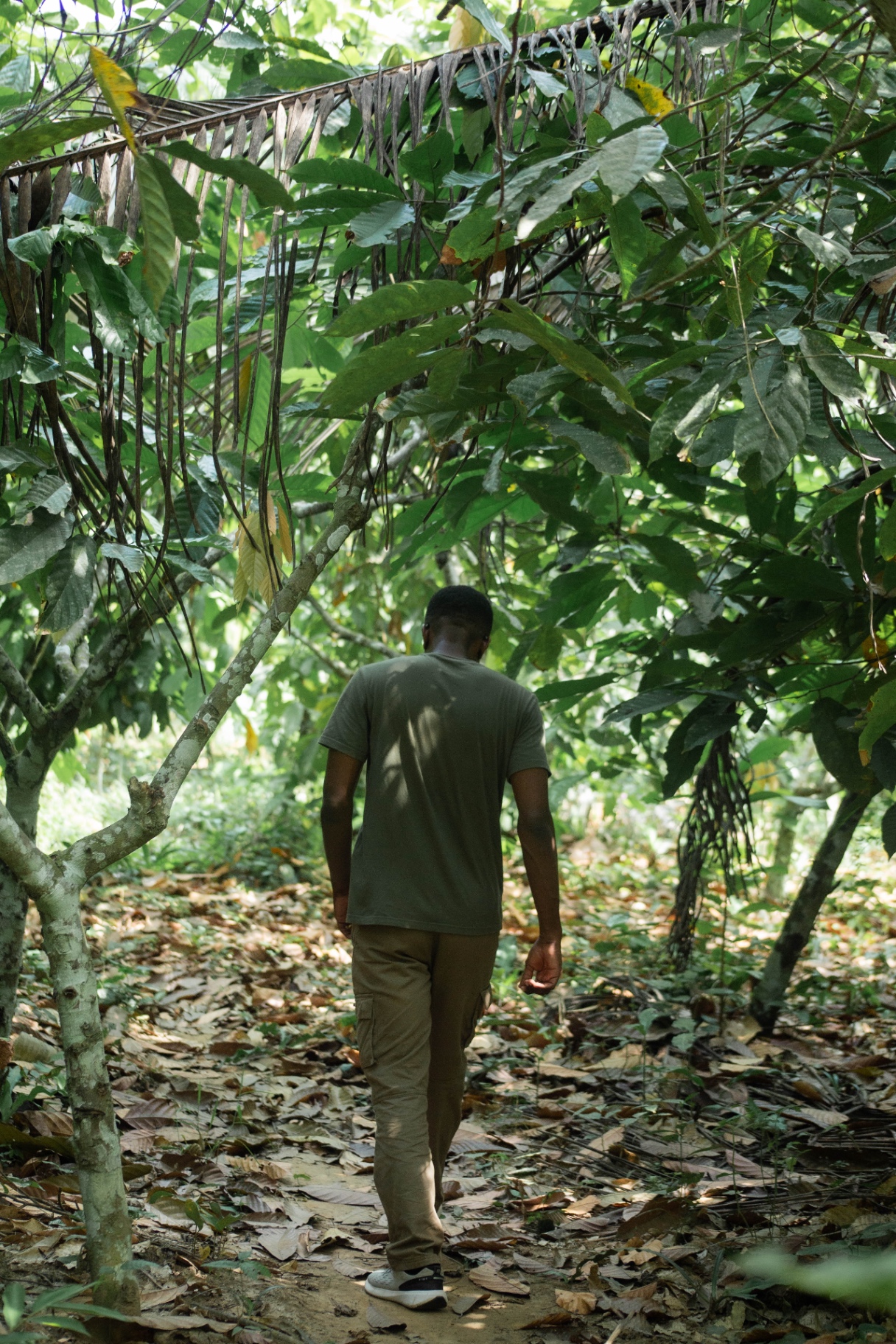 Aerial view of the Aburi valley cocoa farm