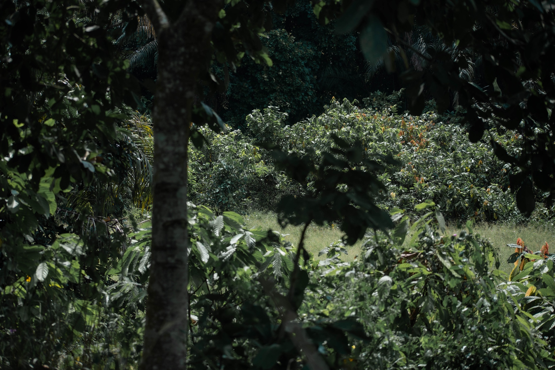 Cocoa beans fermenting under banana leaves