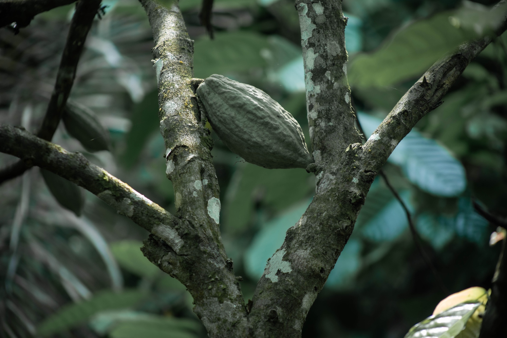 Cocoa trees in the southern hills of Ghana